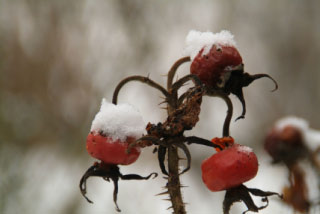 Rosa rugosaRimpelroos, Bottelroos bestellen